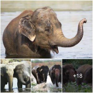 Elephants’ Remarkable Journey of Friendship: SOS Wildlife Sanctuary’s Inspiring Tale