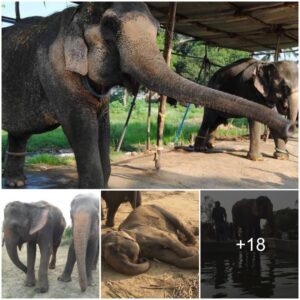 Rescued Elephants Experience Freedom After 50 Years of Chains, Watch the video at the end.