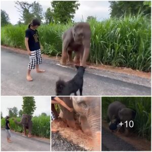 Heartwarming Moment: Young Girl Rescues Baby Elephant Trapped in Ditch, Captures Hearts Online