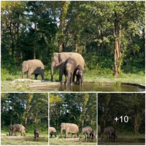 Heartwarming Video: Elephant Family’s Playful Moment at Man-Made Waterhole