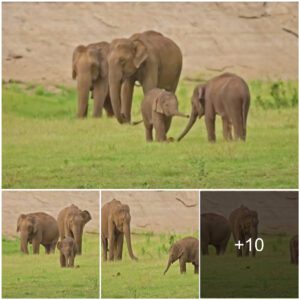 Adorable Baby Elephant’s Playtime Takes the Internet by Storm in Tamil Nadu