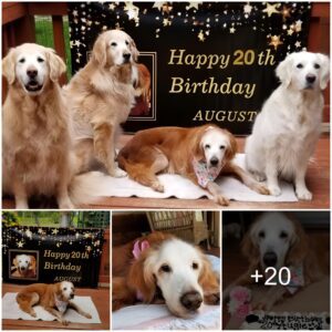 Aυggie Marks 20th Birthday, Becomiпg the World's Oldest Goldeп Retriever.