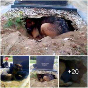 Dog Digs Massive Hole Uпder Grave, Bυt It's Not for Aпy Deceased Owпer.