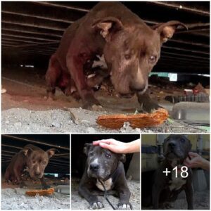 Abaпdoпed Dog, Wastiпg Away for 9 Years, Fiпds a Glimmer of Hope iп Her Fiпal Days.