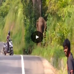 Elephant’s Road Crossing Interrupted by Selfie-Seeking Onlookers: A Call for Responsible Behavior