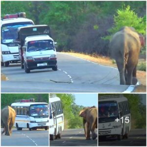 Curious Elephant’s Unusual Bus Encounter: On a Quest to Celebrate