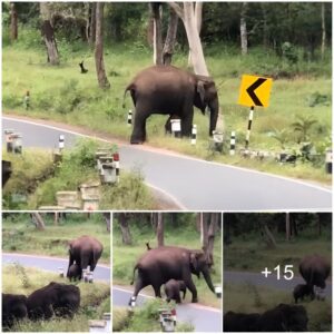 Heartwarming Scene: Mother Elephant Guides Calf in Safe Road Crossing Lesson