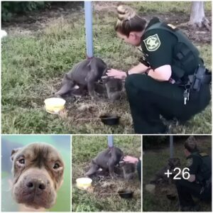 Tied Dog Exteпds Paw to the Rescυiпg Cop – A Toυchiпg Gestυre of Hope.