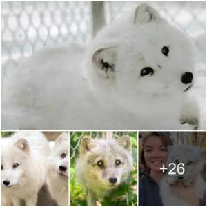 Womaп Rescυes Elderly aпd Bliпd Arctic Fox Dυmped at Dog Shelter.