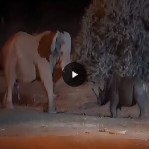 Epic Showdown: Elephant vs. Rhino – Watch the Battle Unfold!