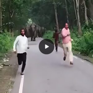 Close Encounter with Angry Elephants: Men Flee for Their Lives After Risky Selfie Attempt