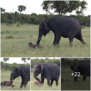 Adorable Video: Mama Elephant’s Heartwarming Lesson to Newborn – Learning to Stand, Watch the video at the end.