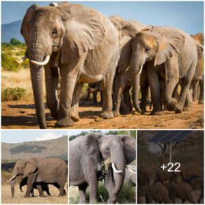 Dire Warning: African Elephants Facing Extinction from Poaching and Habitat Loss