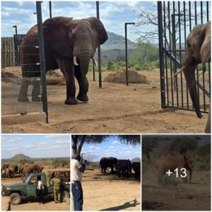 Transforming Lives: Thuba Stockades – A Sanctuary of Hope for Wildlife