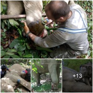 Heartfelt Discovery: Touching Encounter with Injured Elephant Sparks Global Compassion