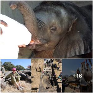 From orphanage to wilderness: An elephant's journey to freedom, Watch the video at the end.