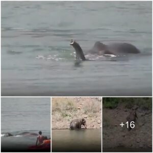 Dramatic Elephant Rescue: Trapped in Fishing Net for Hours, Majestic Creature Finally Freed! Watch the video at the end.