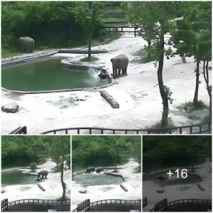 Heartwarming Rescue: Adult Elephants Team Up to Save Drowning Calf in Zoo Pool, Watch the video at the end.