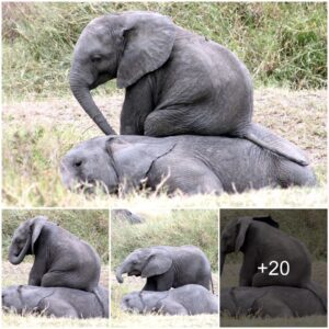 Adorable Scene: Playful Baby Elephant Turns Friend into a Seat in Tanzania!