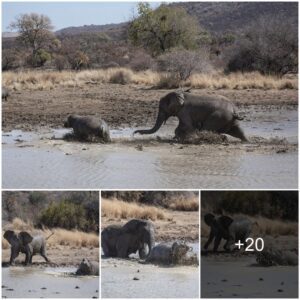 Clash of Giants: Elephants Assert Dominance Over Hippos at South African Watering Hole