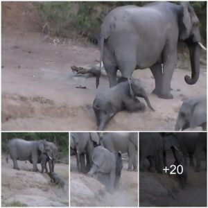 Heartwarming Moment: Elephants Join Forces to Rescue Panicking Calf Stranded on Steep River Bank, Watch the video at the end.