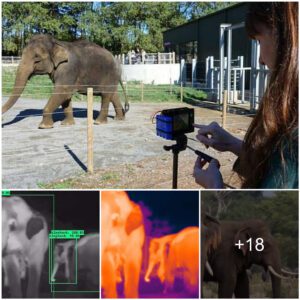 Zoo Elephants Aid in Developing Cutting-Edge Wildlife Detection: World’s Largest Elephant Selfie Collection Trains Thermal Cameras