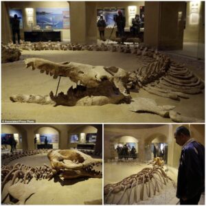 "Unveiling Ancient Marine Life: Fossils in the Desert Revealed as Remains of 37 Million-Year-Old Sea Mammals"