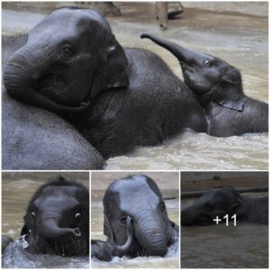 The adorable moment of brave baby elephant Jai swimming for the first time in Melbourne.