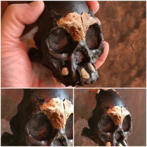 Tiny skull: “ghost humans” living parallel to us for 100,000 years