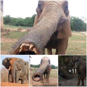 Remarkable mutant elephant amazes with long trunk and unique teeth. (Video)