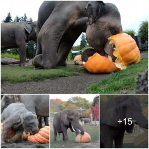 Marvel at His Playful Might: Breaking Open a Giant Pumpkin Like a Child with a Balloon (Video) ‎