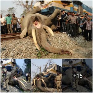 Park Rangers and Locals Join Forces in a Daring Rescue to Save Elephant Trapped on Train Tracks at 5 p.m.”