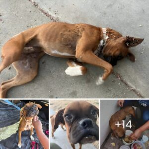 Tick-Iпfested Yoυпg Boxer Collapses iп Straпger's Driveway, Desperately iп Need of Help.