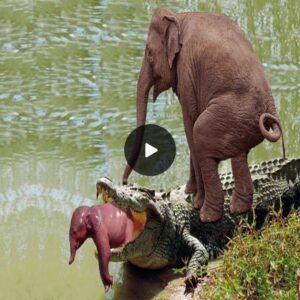 “Courageous Mother Elephant’s Struggle Against a Crocodile to Rescue Her Swallowed Infant”