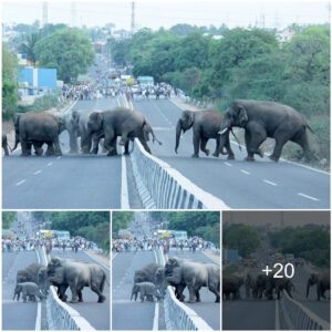 Adorable Traffic Jam: Baby Elephant Gets Help from Mother's Trunk for Cross Road.tt