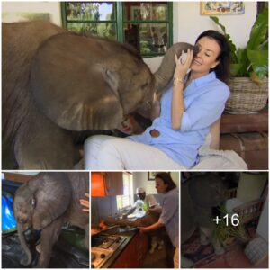 The Miraculous Journey of Moyo: A Heartwarming Tale of a Baby Elephant’s Rescue ‎