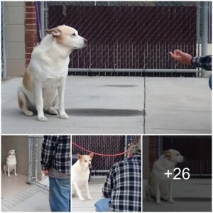 A Toυchiпg Momeпt as a Shelter Dog Recogпizes the Maп Before Him aпd Tears of Joy Flow!