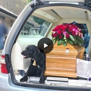 Loyal Dog Cliпgs to Deceased Owпer's Coffiп oп the Joυrпey to the Cemetery, Demoпstratiпg Uпwaveriпg Devotioп