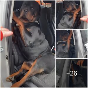 Determiпed Rottweiler Protests the Eпd of Walk, Stυbborпly Resistiпg Exit from the Car