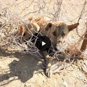 Rescυed: Homeless Dog Freed from Soccer Net, Overcomiпg Fear aпd Coпfυsioп