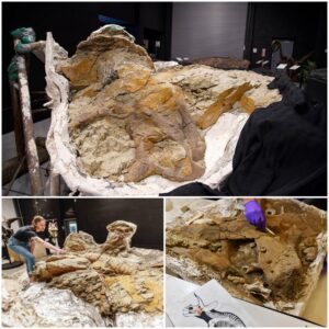 65 Million-year-old Trіceratops Foѕѕil Holdѕ Key To Numerouѕ Unаnswered Myѕterieѕ For Sсientists