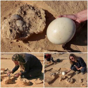 Unveiling the Secrets of Unbreakable Ostrich Eggs: The Unearthing of a 4,000-Year-Old Time Capsule in the Fiery Heart of the Negev Desert