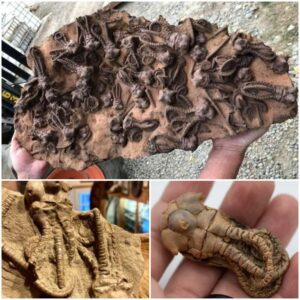 "Jimbacrinus Crinoid Fossils: Unraveling a Breathtaking Journey Through 280 Million Years of History in Western Australia's Astoundingly Rare Discovery!"