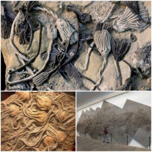 Resurrecting Prehistoric Mesozoic Sculptures: Unveiling the Mysteries of Planet's First Biomolecules through the Exciting Discovery of Massive Fossilized Crinoids!