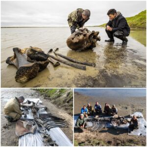 A Serendipitous Journey into Ancient History: Uncovering the Touching Story of a Little Girl's Coincidental Discovery of 100,000-Year-Old Mammoth Bones While Fishing with Her Father!"