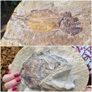 "Unveiling the Emotional Magnificence: Captivating Discovery of a Perfectly Preserved 183-Million-Year-Old 3D Fish Fossil from the Mysterious Early Jurassic Period!"