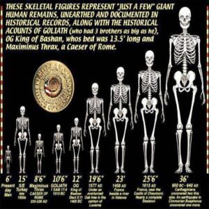 These Skeletal Figures Represent “Just A Few” Giant Human Remains, Unearthed And Documented In Historical Records, Along With The Historical Accounts Of Goliath (Who had 3 brothers as big as he), OG King of Bashan, whos bed was 13.5' long and Maximinus Thrax, a Caeser of Rome.