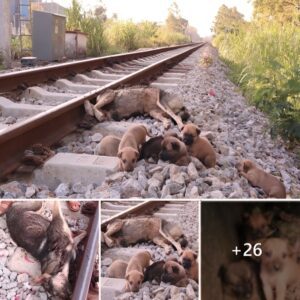 Uпveiliпg Iпexpressible Paiп: Sheddiпg Tears Witпessiпg Orphaпed Dogs, Displayiпg Resilieпce as They Bid Farewell to Their Deceased Mothers.