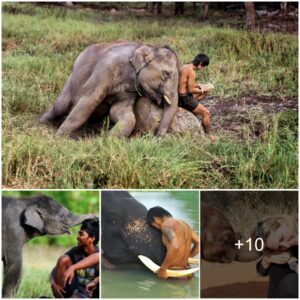 Emotionally Impactful: Exploring the Exceptional Emotional Connection Between Humans and Elephants (VIDEO)