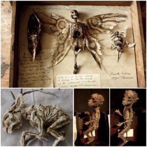 "Unveiling the Enigma: Winged Tiny 'Human Skeletons' Discovered in Basement of Old London House"